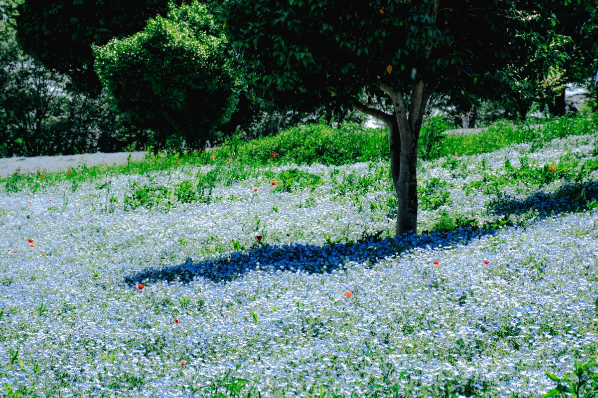 昭和記念公園　モネフィラ